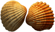 Sea Shell Duo