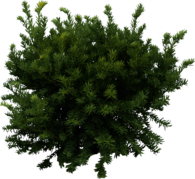 Bush Fir Tree