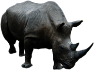 Rhinoceros Grey