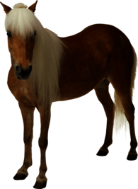 Light Brown Horse