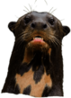 Angry Giant River Otter