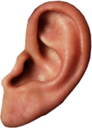 Small Ear