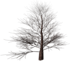 Winter Tree