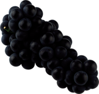 Isolated Blue Grape