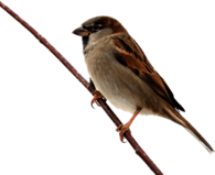 Sparrow On Branch