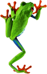 Frog Climbing