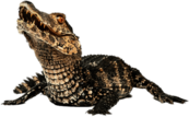 Dwarf Caiman
