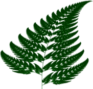Fern Branch