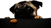 Pug Looking At Cookie
