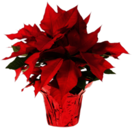 Pot Of Poinsettias