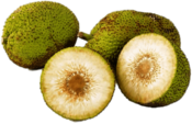 Fresh Breadfruit