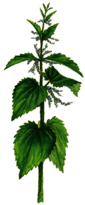 Blossoming Nettle