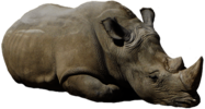 Rhinoceros Lying Down