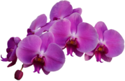 Orchid Purple