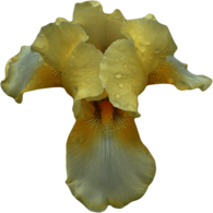 White Yellow Orchid