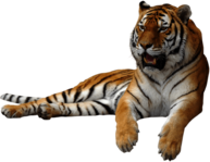 Tiger Sitting Sideview