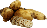 Lotus Root