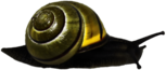 Snail Green