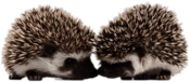 Hedgehogs Touching Snouts