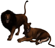 Lion Couple Clipart
