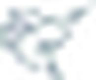 Palm Beach Atlantic Sailfish