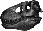 T-Rex Skull