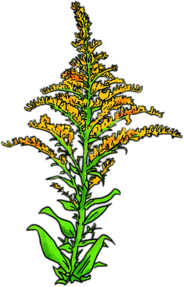 Goldenrod drawing