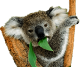 Koala Bear Eating Eucalyptus