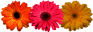 Coloured Gerberas