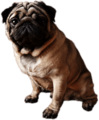 Sitting Pug