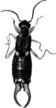 Earwig Black and White