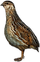 Quail Female Illustration