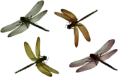 Dragonflies