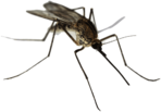 Mosquito Close Up