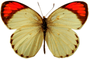 White Orange Butterfly
