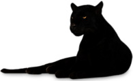 Panther Lying Down