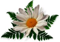 Camomile Leaves Close Up