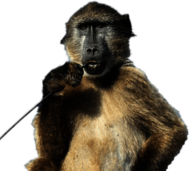 Baboon With Stick In His Mouth