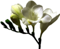White Freesia