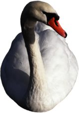 Swan