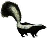Skunk Drawing