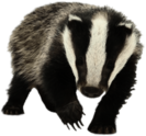 Young Badger