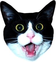 Impressed Cat Head Meme