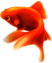 Gold Fish