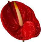 Red Anthurium