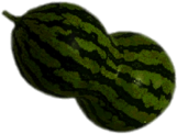 Butternut Shaped Watermelon