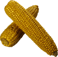 Corn Duo