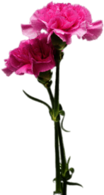 Two Carnations