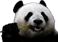 Eating Panda