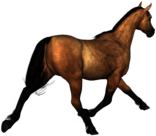 Horses Brown Horse Rear View